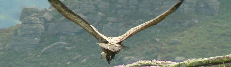 Cap e Coa - Evenements