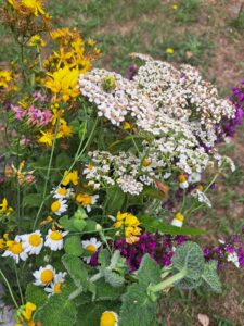 Cap e Coa - Solstice d'été